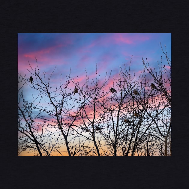 Sunrise with the American Robins by Debra Martz by Debra Martz